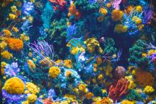 A vibrant coral reef, with various shapes and sizes of coral providing a backdrop of blues, greens, reds, yellows, purples, and oranges. There is a small fish at the center of the photo that is light blue with gold stripes and fins.