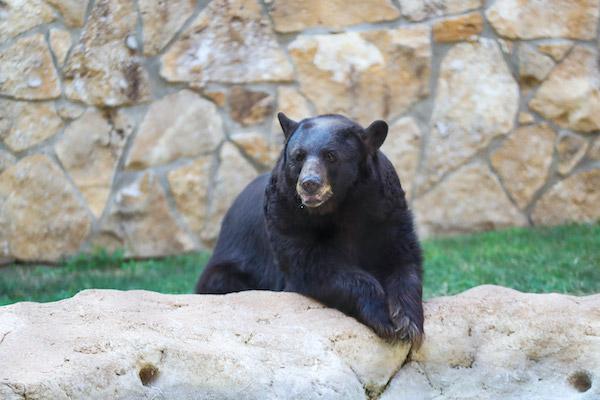 Judge Lady resting on a rock in the yard of the Bill & Eva Williams Bear Habitat at the heart of Baylor University's campus in Waco, Texas